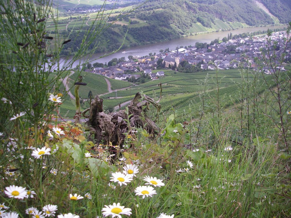 Weingut Bernd Hermes Kröv Esterno foto